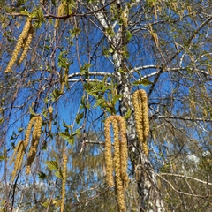 Betula pendula