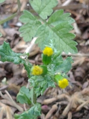 Senecio vulgaris