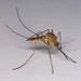 Common House Mosquito - Photo (c) David Marquina Reyes, some rights reserved (CC BY-NC-ND)