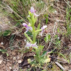 Ophrys scolopax