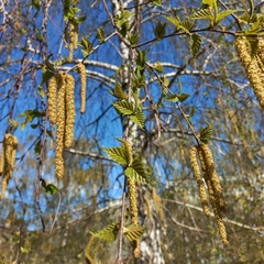 Betula pendula