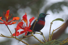 Cinnyris erythrocercus