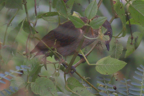 Pale-throated Greenbul (Atimastillas flavigula), photo 7