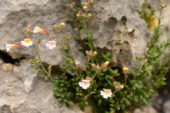 Chaenorhinum origanifolium crassifolium