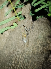 Dundubia