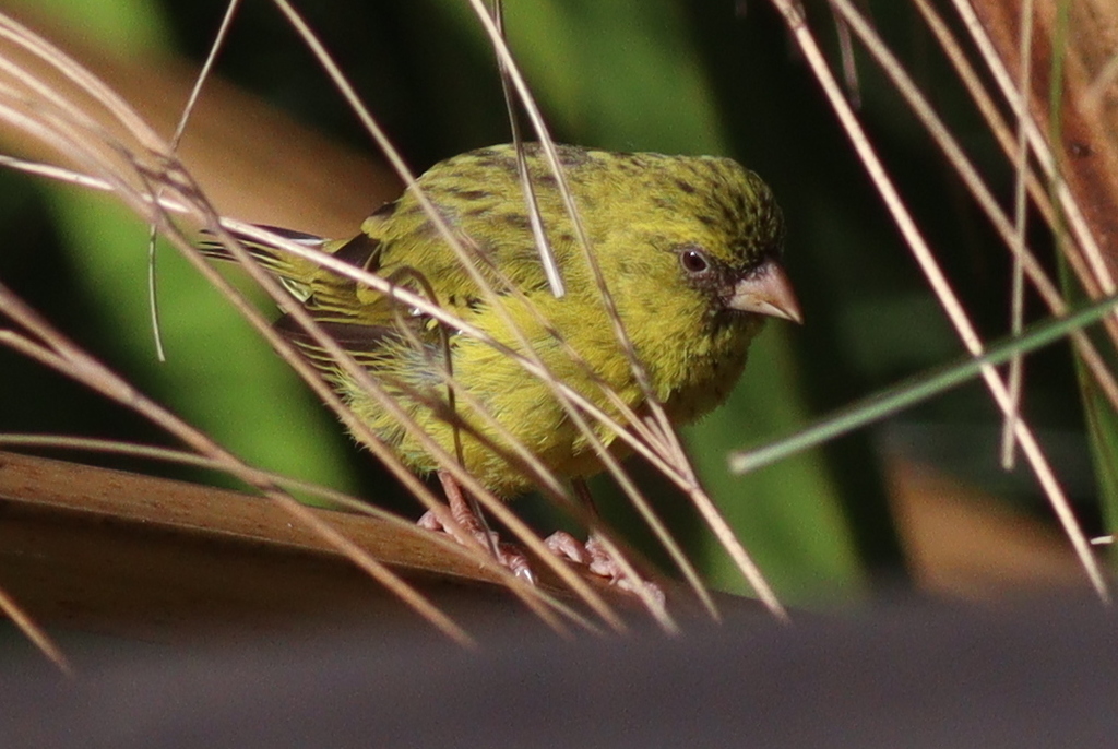 Papyrus Canary photo