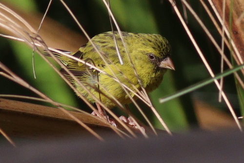 Papyrus Canary (Crithagra koliensis), photo 1