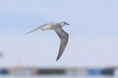 Chlidonias leucopterus