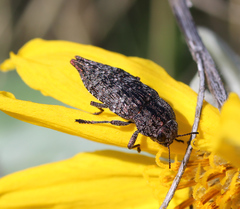Dicerca tenebrica