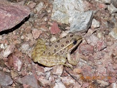 Lithobates magnaocularis