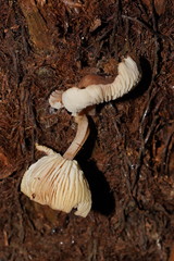 Lentinellus tasmanicus