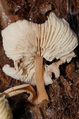 Lentinellus tasmanicus