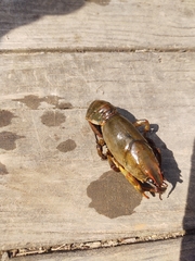 Lacunicambarus polychromatus