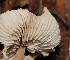 Lentinellus tasmanicus