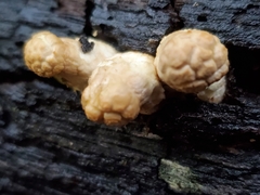 Pleurotus levis