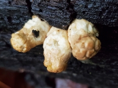 Pleurotus levis