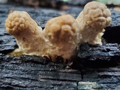 Pleurotus levis