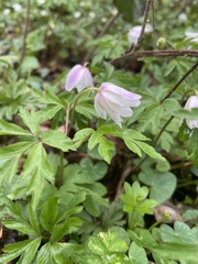 Anemonoides nemorosa