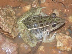 Lithobates forreri