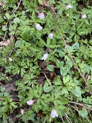 Anemonoides nemorosa