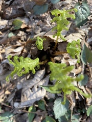 Deparia acrostichoides