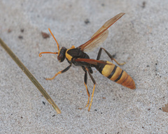 Polistes tepidus