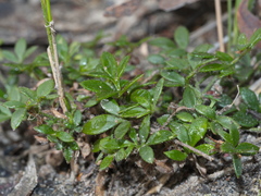 Xanthosia tasmanica