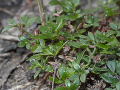 Xanthosia tasmanica
