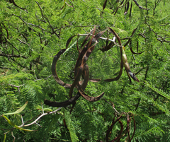 Acacia arenaria image