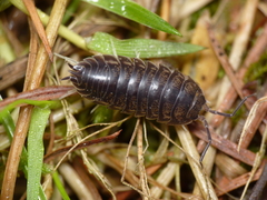 Cylisticus convexus