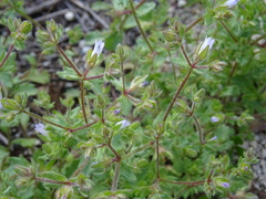 Campanula erinus