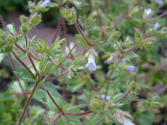 Campanula erinus