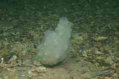 Phallusia mammillata