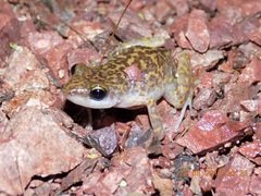 Eleutherodactylus interorbitalis