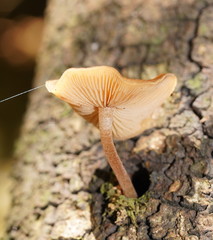 Simocybe phlebophora
