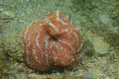 Aplidium nordmanni