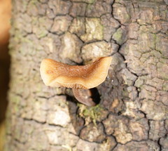 Simocybe phlebophora