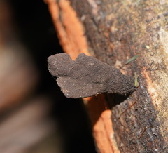 Xylaria castorea