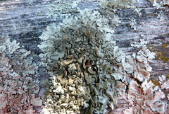 Xanthoparmelia scabrosa