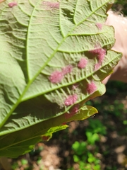 Aceria pseudoplatani