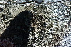 Xanthoparmelia scabrosa