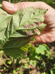 Aceria pseudoplatani