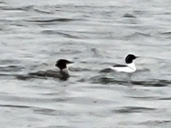 Mergus merganser
