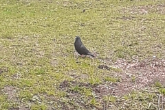 Columba livia domestica