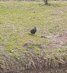 Columba livia domestica
