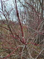 Cornus sericea