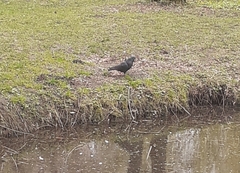 Columba livia domestica