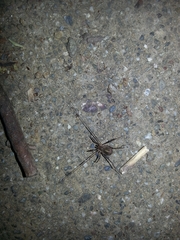 Protolophus singularis