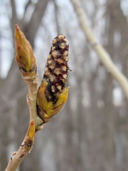 Populus deltoides