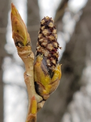 Populus deltoides